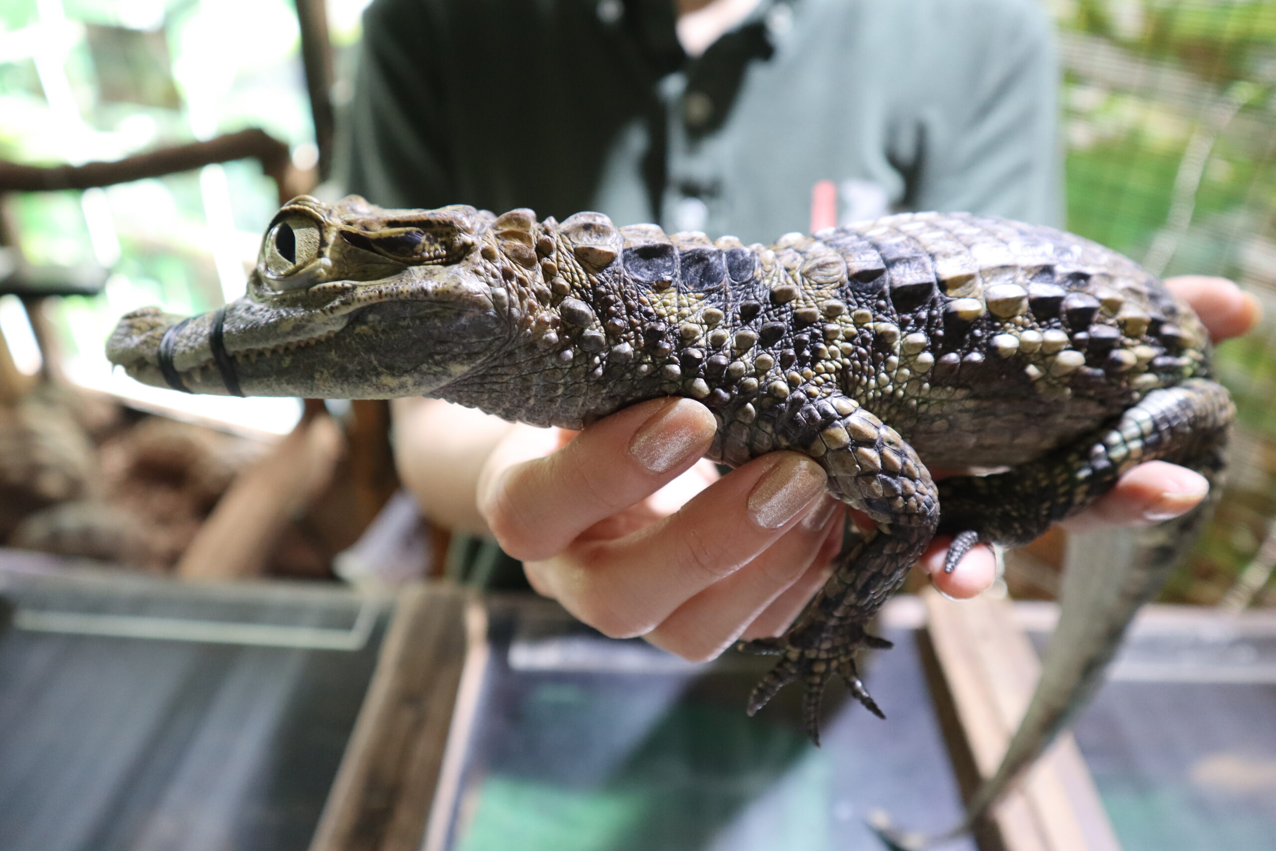 伊豆観光 爬虫類が苦手でも楽しめる 体感型動物園izoo イズー トラベルキイブログ